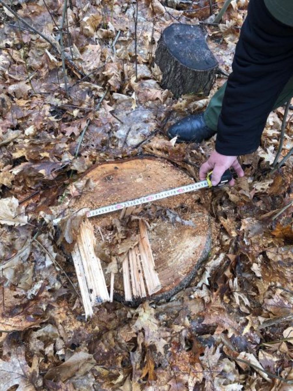 У Городенківській громаді незаконно вирубали дерев на 200 тисяч гривень