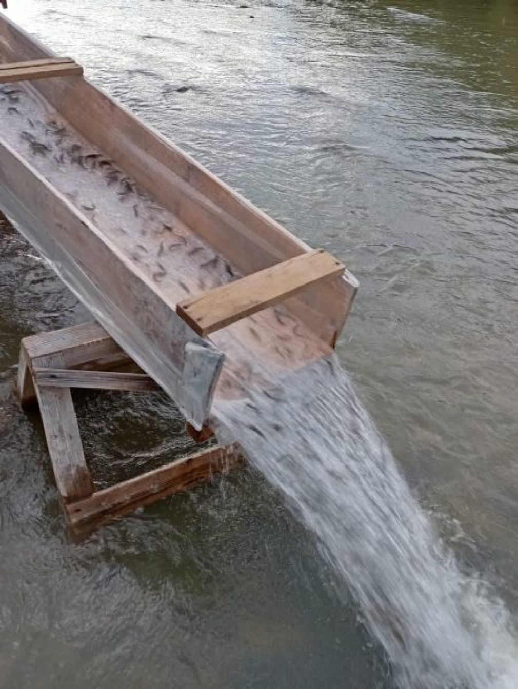 У Прут і Бистрицю Надвірнянську випустили 80 тисяч мальків форелі