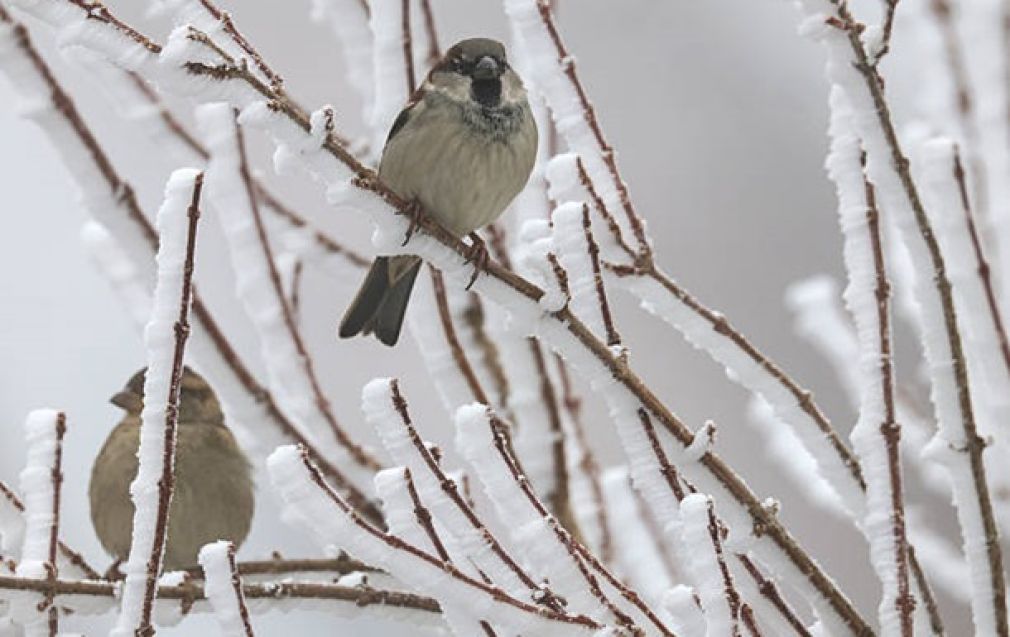 Сильні морози на Прикарпатті почнуть відступати лише з 4 лютого